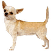 Chihuahua