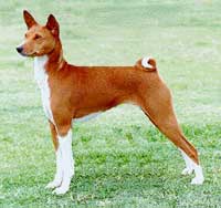 Basenji