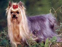 Yorkshire Terrier