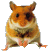 aplauso.gif (9085 bytes)