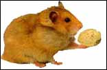 hamster, mi nombre es Peluzzo
