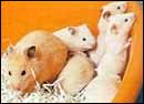 hamster