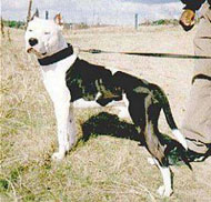 Pit Bull Terrier